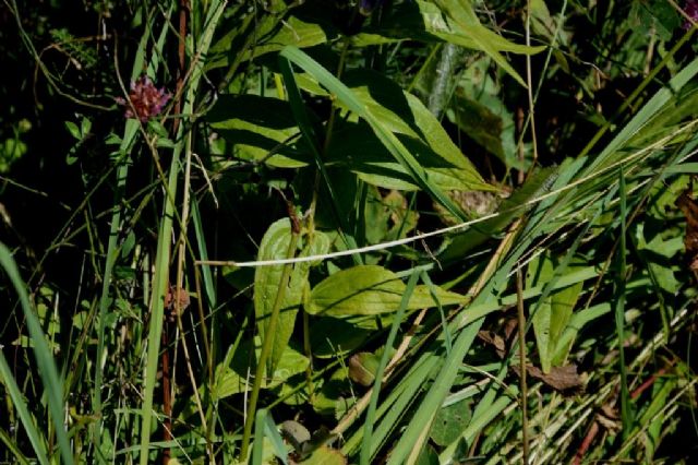 Gentiana asclepiadea